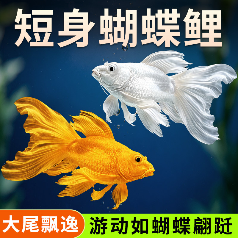 好养耐活短身冷水淡水广温观赏鱼