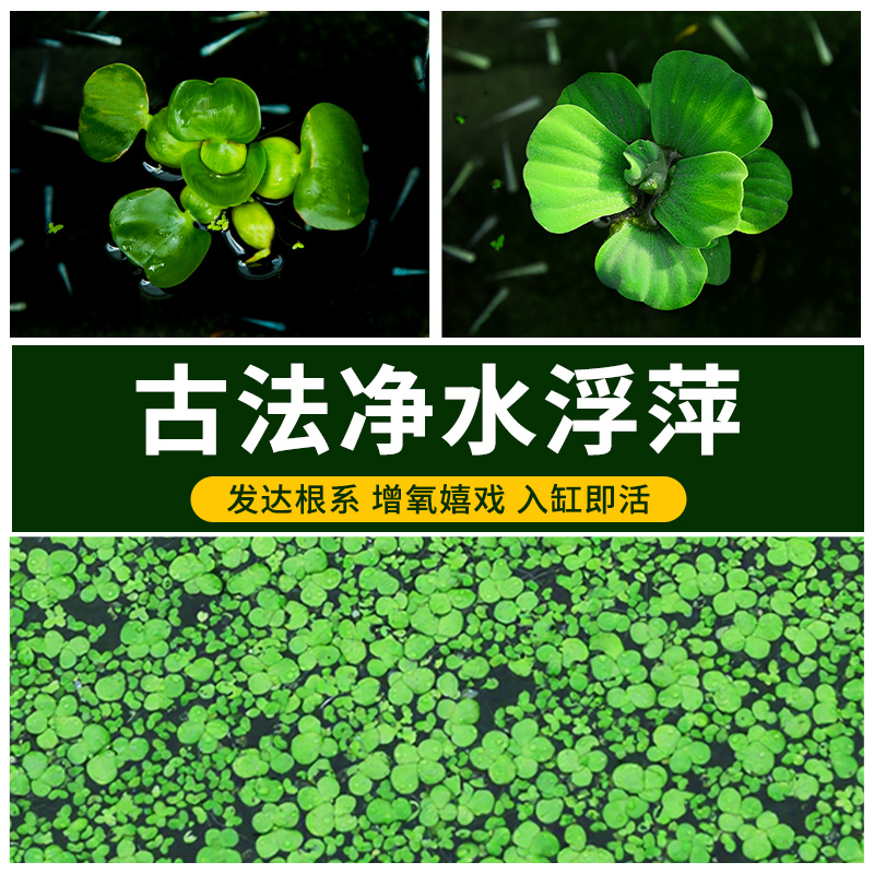 水葫芦水草水培植物鱼缸专用造景净水鱼龟芝麻浮萍芙蓉草迷你增氧