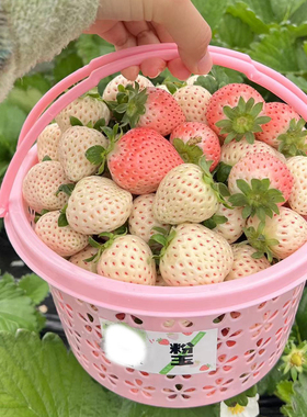 草莓篮1234斤装樱桃篮杨梅篮蓝莓鸡蛋蓝子圆蓝手提水果篮 小篮子