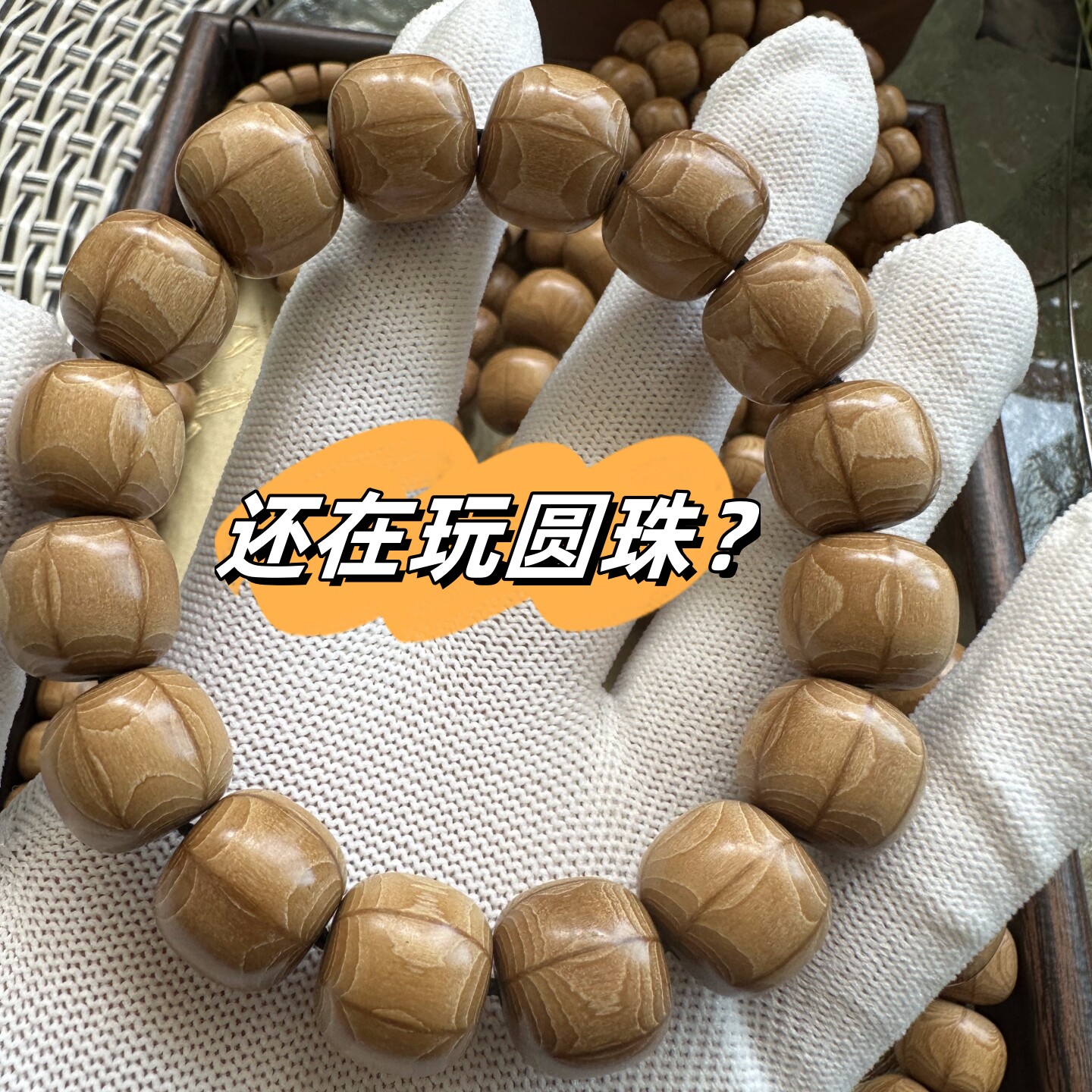 纯天然六道木九道老型珠药直切