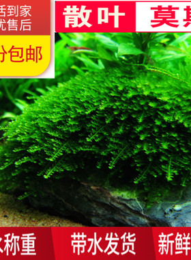 大三角莫斯水草摩丝莫斯树垂泪