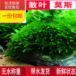 缸养散装小大三角摩丝摩斯莫斯水草活体鱼缸造景植物苔藓莫斯树