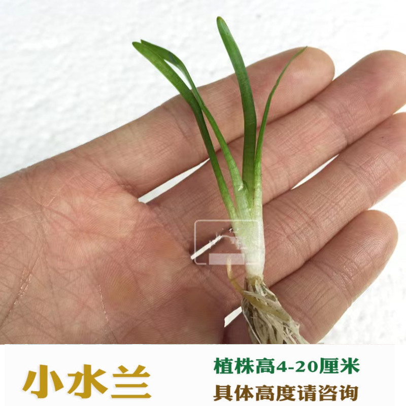 中后景水草 小水兰 迷你水兰 水兰 无需二氧化碳