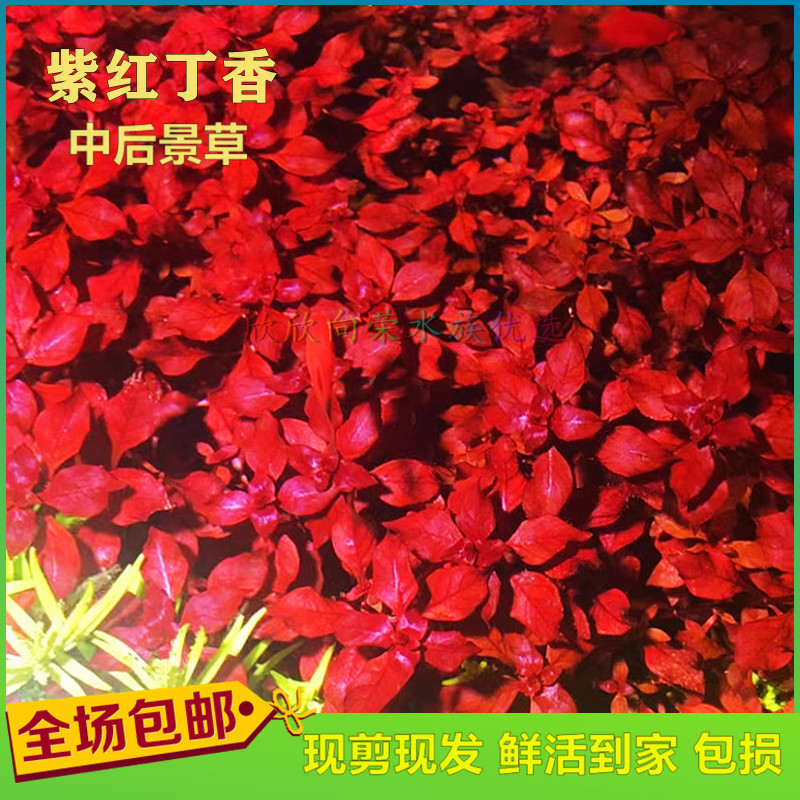 紫红玫瑰紫红丁香中后景水草造景鱼缸植物活体水族箱水草丁香水草
