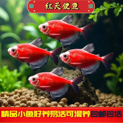 红天使鱼观赏鱼大号淡水热带鱼小型鱼活体鱼苗好养耐活七彩多彩鱼