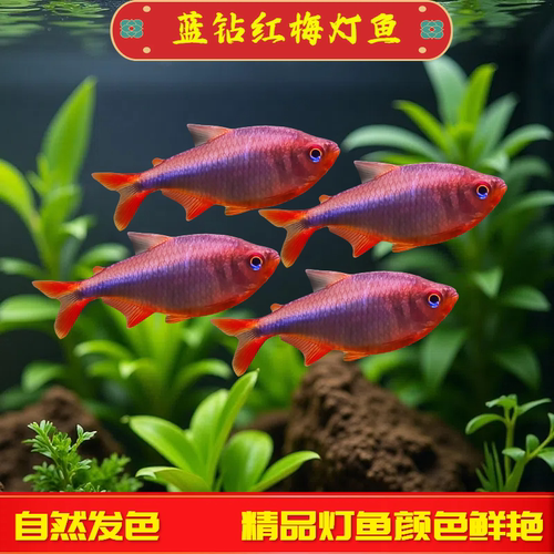 蓝钻红梅灯鱼南美进口高端灯鱼