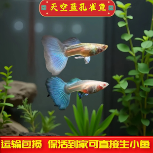 天空蓝孔雀鱼活鱼热带观赏鱼小型淡水鱼凤尾鱼胎生鱼好养会生小鱼