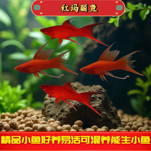 红玛丽红剑鱼双尾高帆燕尾高鳍