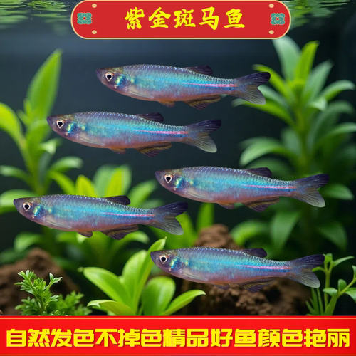紫金斑马鱼小型观赏鱼好养皮实