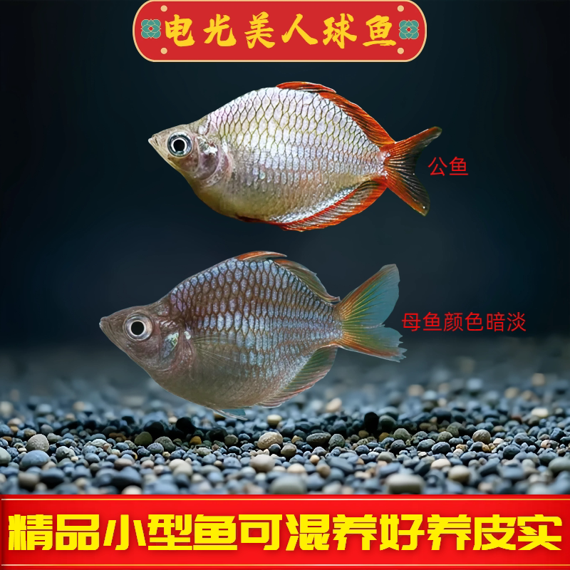 电光美人球鱼石美人鱼刚果观赏鱼