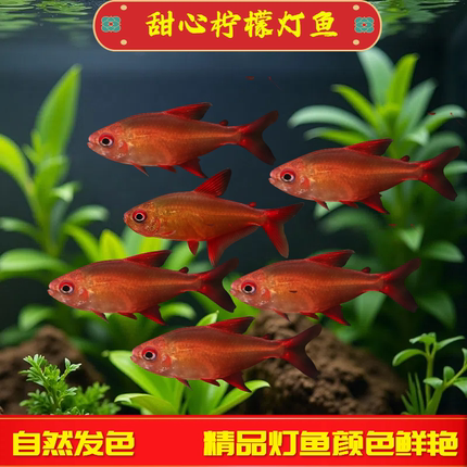 甜心柠檬灯鱼南美进口超级甜心热带鱼观赏鱼水草缸群游活体小型鱼
