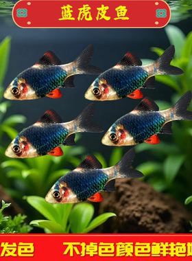 蓝虎皮鱼观赏鱼绿虎鱼皮热带鱼小型淡水好养易活鱼苗荧光虎皮翡翠