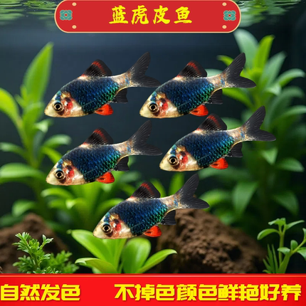 蓝虎皮鱼观赏鱼绿虎鱼皮热带鱼小型淡水好养易活鱼苗荧光虎皮翡翠