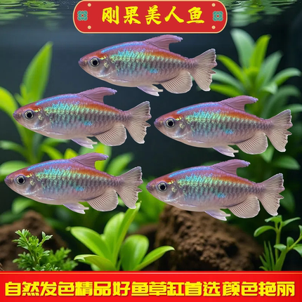 刚果美人鱼小型淡水草缸群游热带观赏鱼霓虹彩虹绿刚果美人活体鱼