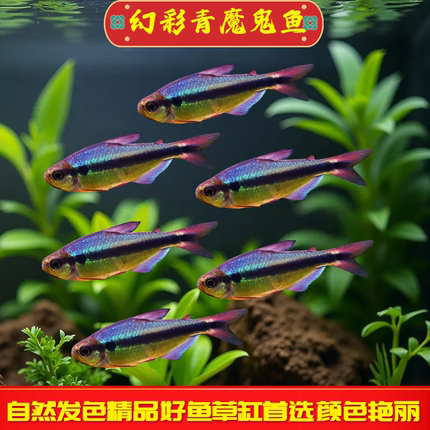 幻彩青魔鬼灯鱼南美鱼观赏鱼皇室青魔鬼高端草缸小型鱼靛蓝魔鬼灯