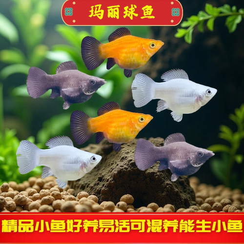 玛丽鱼皮球鱼小型观赏鱼会生小鱼