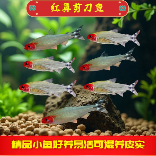 红鼻剪刀鱼淡水群游观赏鱼