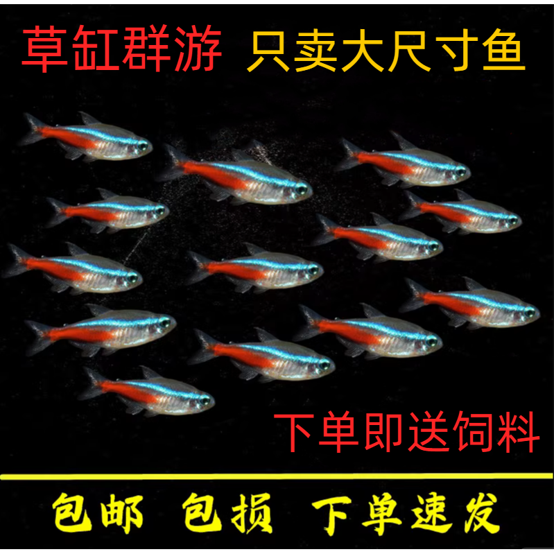 红绿灯鱼观赏鱼宝莲灯鱼热带鱼草缸群游灯科鱼小型淡水活体鱼鱼苗