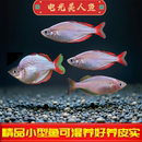 电光美人鱼热带观赏鱼小型活体淡水宠物好养易活群游草缸鱼可混养