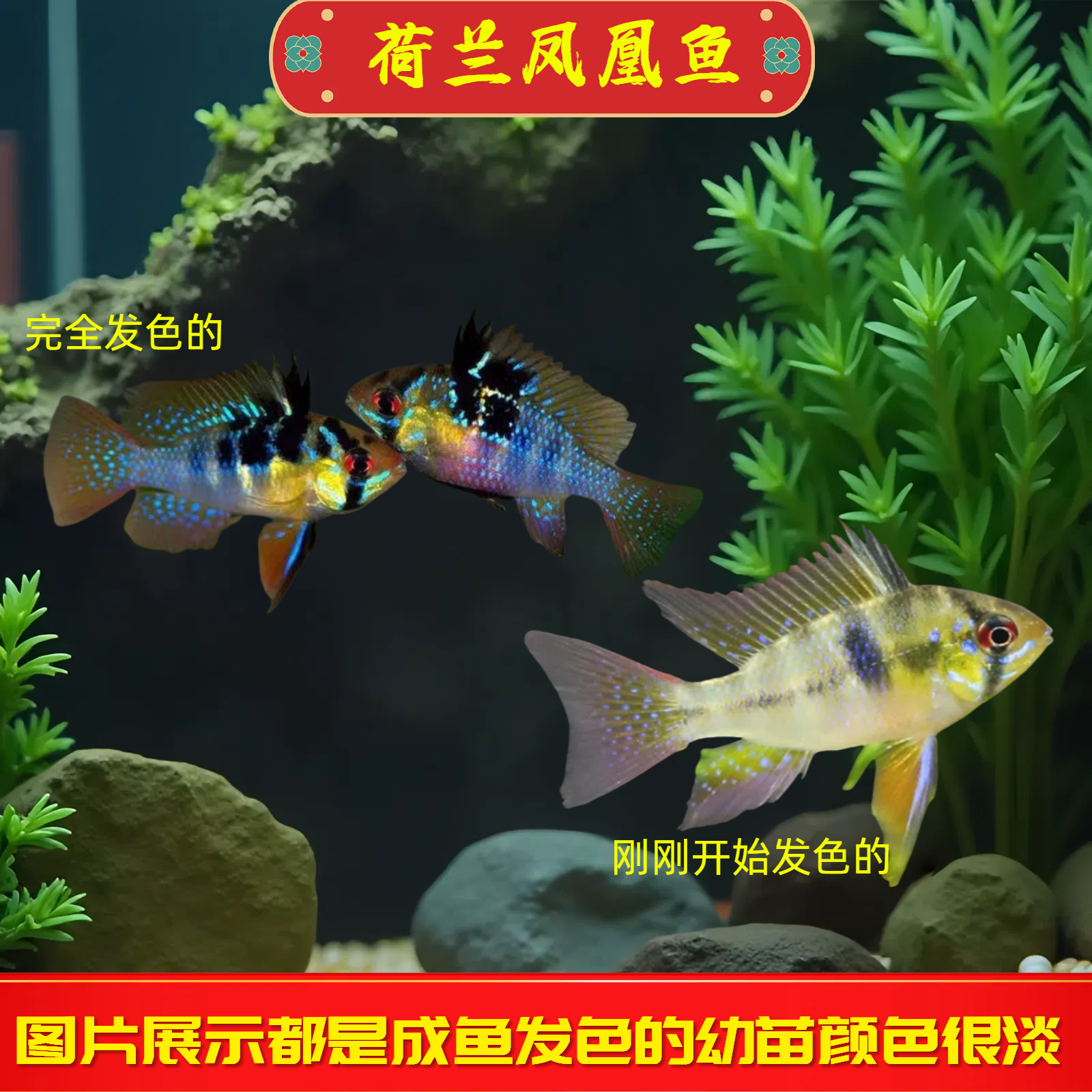 荷蘭鳳凰魚藍波子金波子魚短鯛魚
