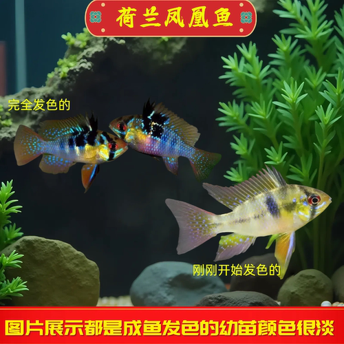 荷兰凤凰鱼蓝波子金波子鱼短鲷鱼
