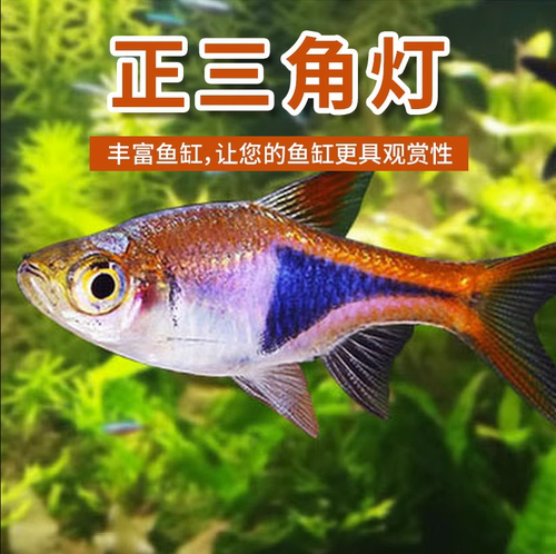 三角灯鱼淡水热带鱼观赏鱼群游