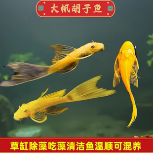 黄金大胡子鱼黄金大帆胡子鱼异型蓝眼大帆草缸除藻工具小型热带鱼