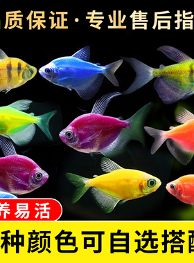 天使鱼观赏鱼大号群游懒人小型淡水好养耐活红天使老虎热带鱼鱼苗