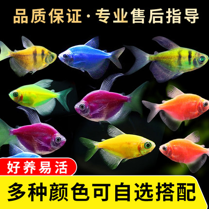 天使鱼观赏鱼大号群游懒人小型淡水好养耐活红天使老虎热带鱼鱼苗