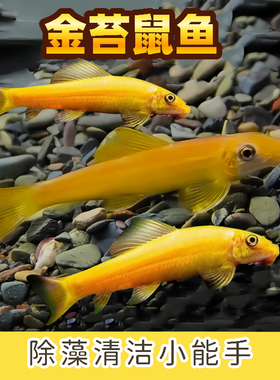 金苔鼠鱼清道夫吃鱼缸青苔垃圾除藻清洁工具鱼活体热带小型淡水鱼