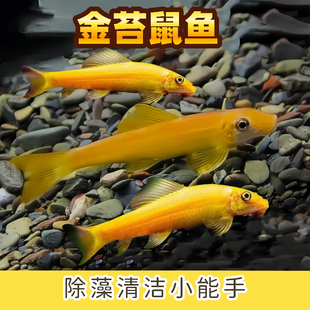 金苔鼠鱼清道夫吃鱼缸青苔垃圾除藻清洁工具鱼活体热带小型淡水鱼