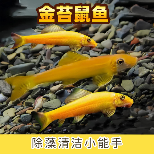 金苔鼠鱼清洁吃藻鱼小型可以混养