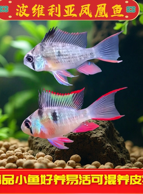 玻利维亚凤凰鱼热带鱼观赏鱼慈鲷淡水鱼小型鱼南美原生鱼草缸短鲷