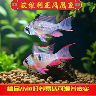 玻利维亚凤凰鱼热带鱼观赏鱼慈鲷淡水鱼小型鱼南美原生鱼草缸短鲷