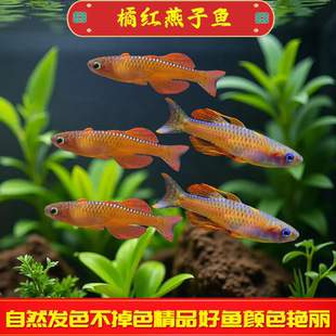 橘红燕子鱼热带观赏鱼活体小型鱼草缸可混养热带高端灯鱼霓虹燕子