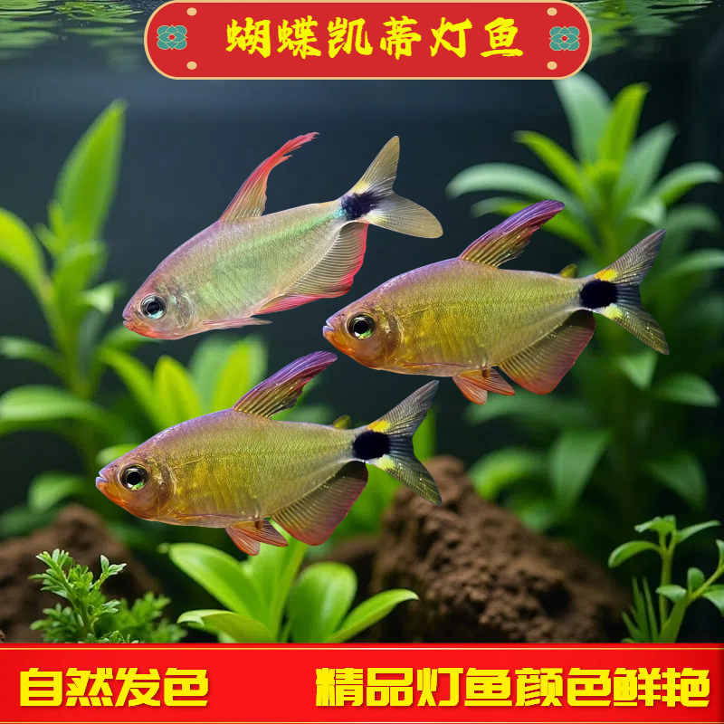 蝴蝶凯蒂灯鱼南美进口热带观赏鱼高端稀有品种蝴蝶黄红凯蒂鱼活体,宠物/宠物食品及用品,鱼,淘宝优惠券,粉丝福利购,淘宝优惠卷