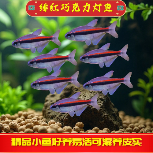 绯红巧克力灯鱼小型热带观赏鱼