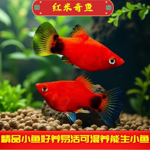 红米奇鱼热带观赏鱼鱼苗活体