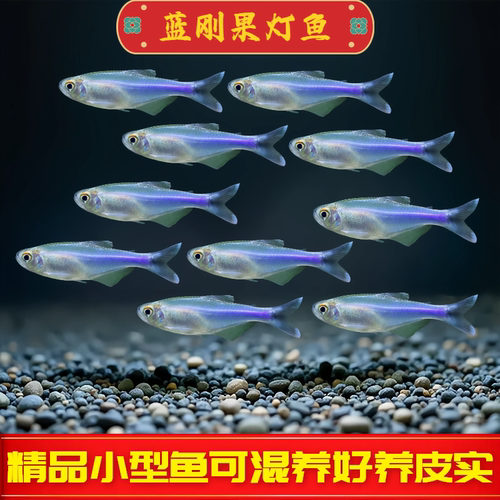 蓝刚果灯鱼淡水观赏鱼热带鱼