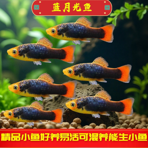 蓝月光鱼观赏鱼热带鱼玛丽鱼小型