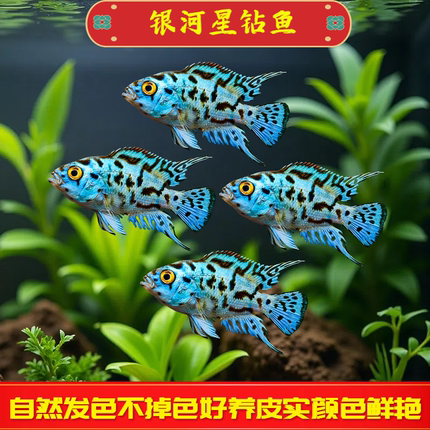 银河星钻鱼短鲷美洲慈鲷鱼三湖慈鲷活体珍珠豹热带观赏鱼新手易养