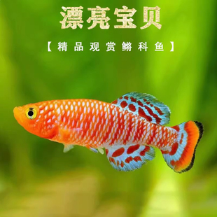 漂亮宝贝鱼灯鳉鱼贡氏圆尾鳉科鱼热带观赏鱼淡水小型鱼活体高端鱼