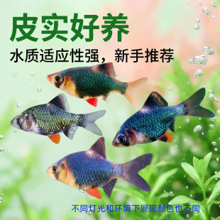 蓝虎皮鱼观赏鱼绿虎鱼皮热带鱼小型淡水好养易活鱼苗荧光虎皮翡翠