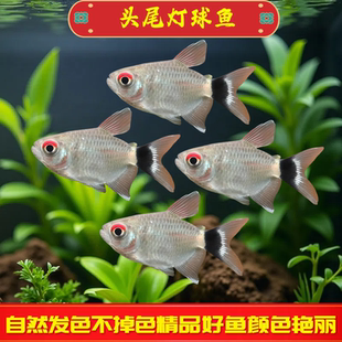 银屏灯鱼头尾灯球鱼红目球灯鱼小型热带鱼观赏鱼活体包活好养耐活