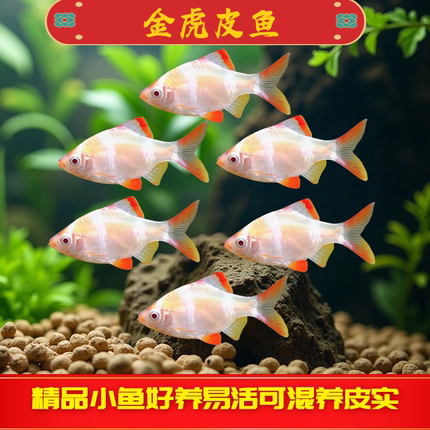 金虎皮鱼热带观赏鱼淡水鱼小型鱼草缸鱼好养耐活新手入门鱼虎皮鱼