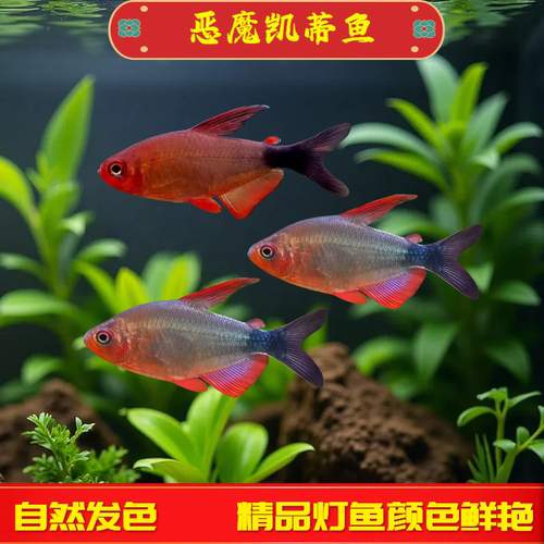 恶魔凯蒂灯鱼高端灯鱼观赏鱼