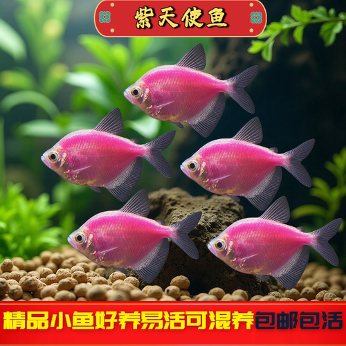 紫天使鱼观赏鱼大号淡水热带鱼小型鱼活体鱼苗好养耐活七彩多彩鱼