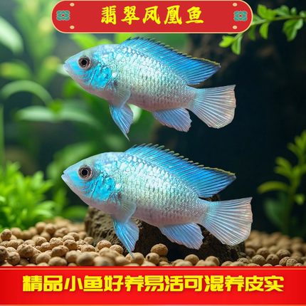 翡翠凤凰鱼短鲷湛蓝宝石电光凤凰鱼南美稀有慈鲷鱼热带淡水观赏鱼