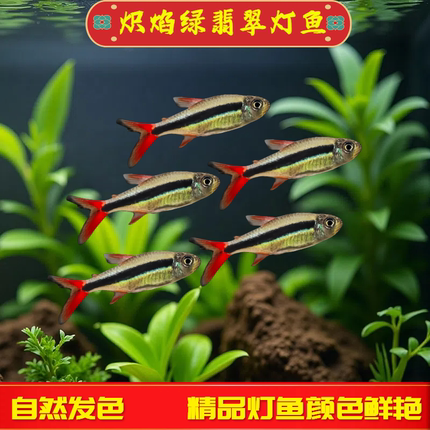 赤焰绿翡翠灯鱼热带观赏鱼草缸鱼南美进口小型灯鱼翡翠灯鱼灯科鱼
