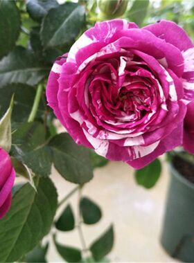 【芬芳宝石月季花】紫色条纹强香微月开花机器庭院地栽阳台